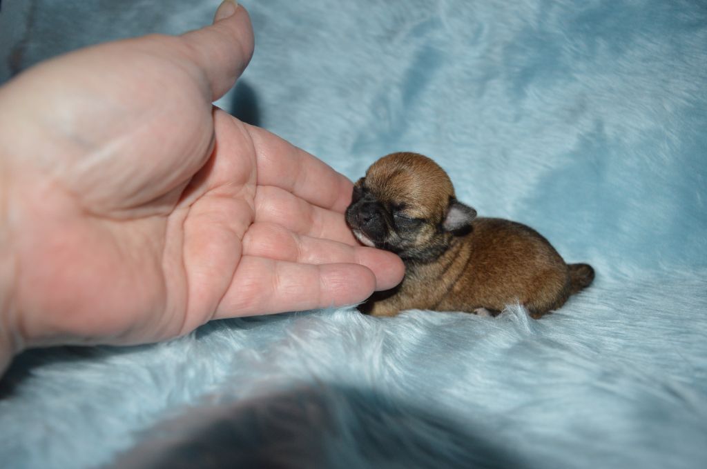 Des Lutins De La Mare Enchantée - Chiot disponible  - Chihuahua