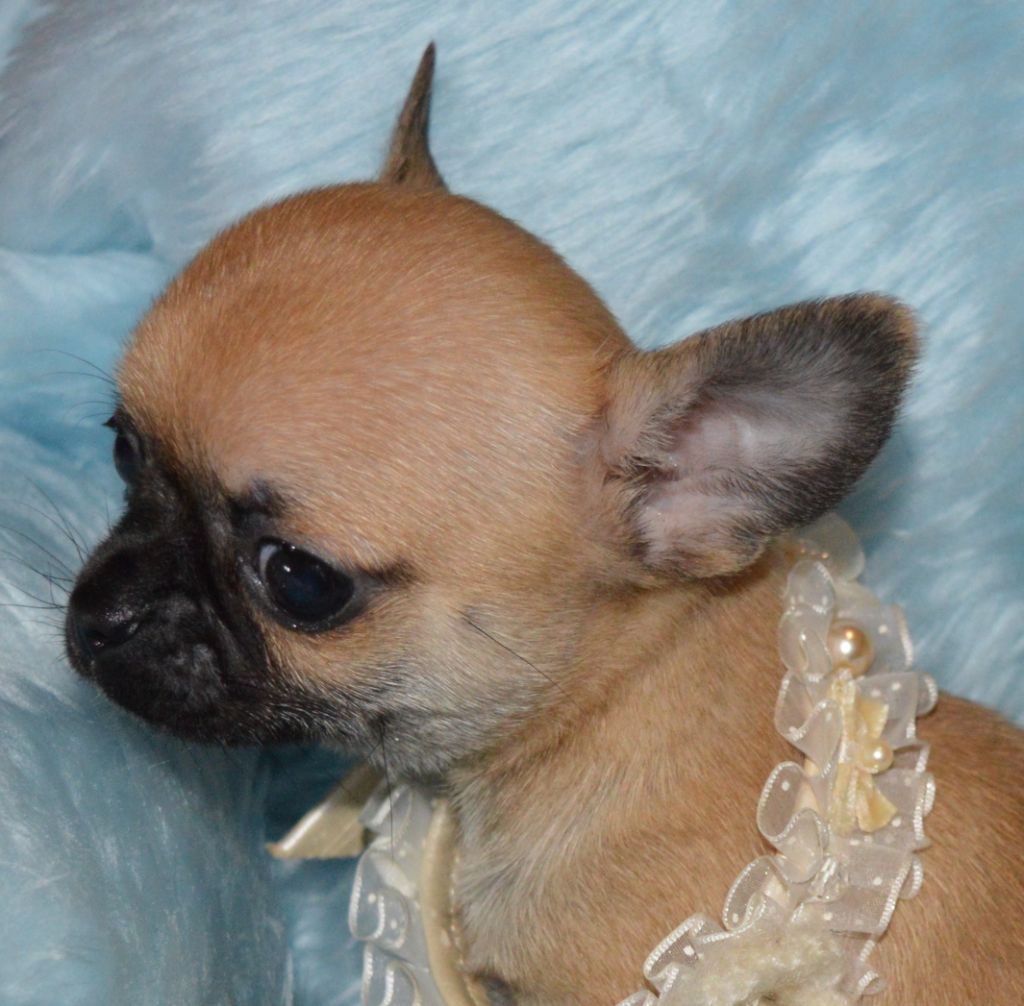 Des Lutins De La Mare Enchantée - Chiot disponible  - Chihuahua
