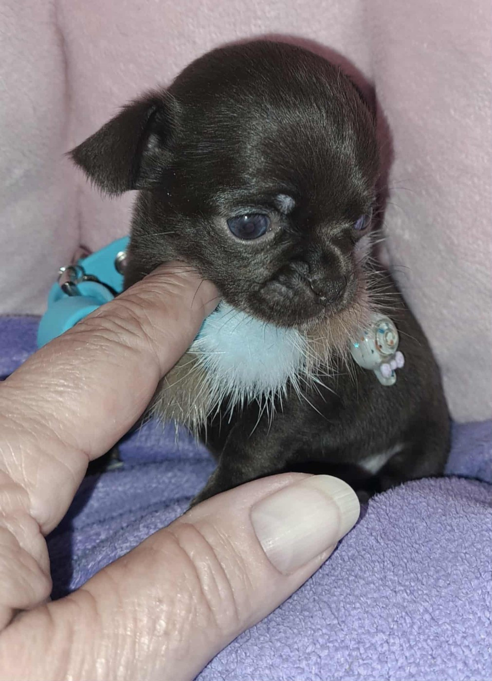 Des Lutins De La Mare Enchantée - Chiots disponibles - Chihuahua