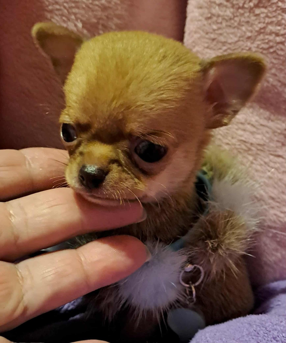 Des Lutins De La Mare Enchantée - Chiots disponibles - Chihuahua