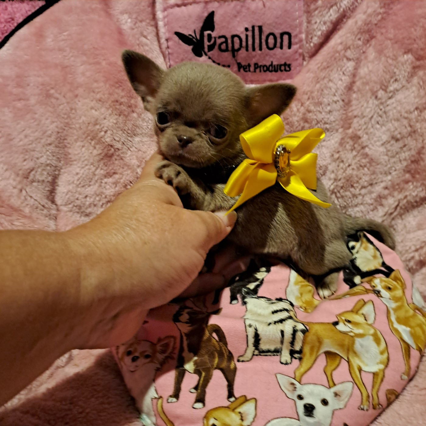 Des Lutins De La Mare Enchantée - Chihuahua - Portée née le 02/10/2025