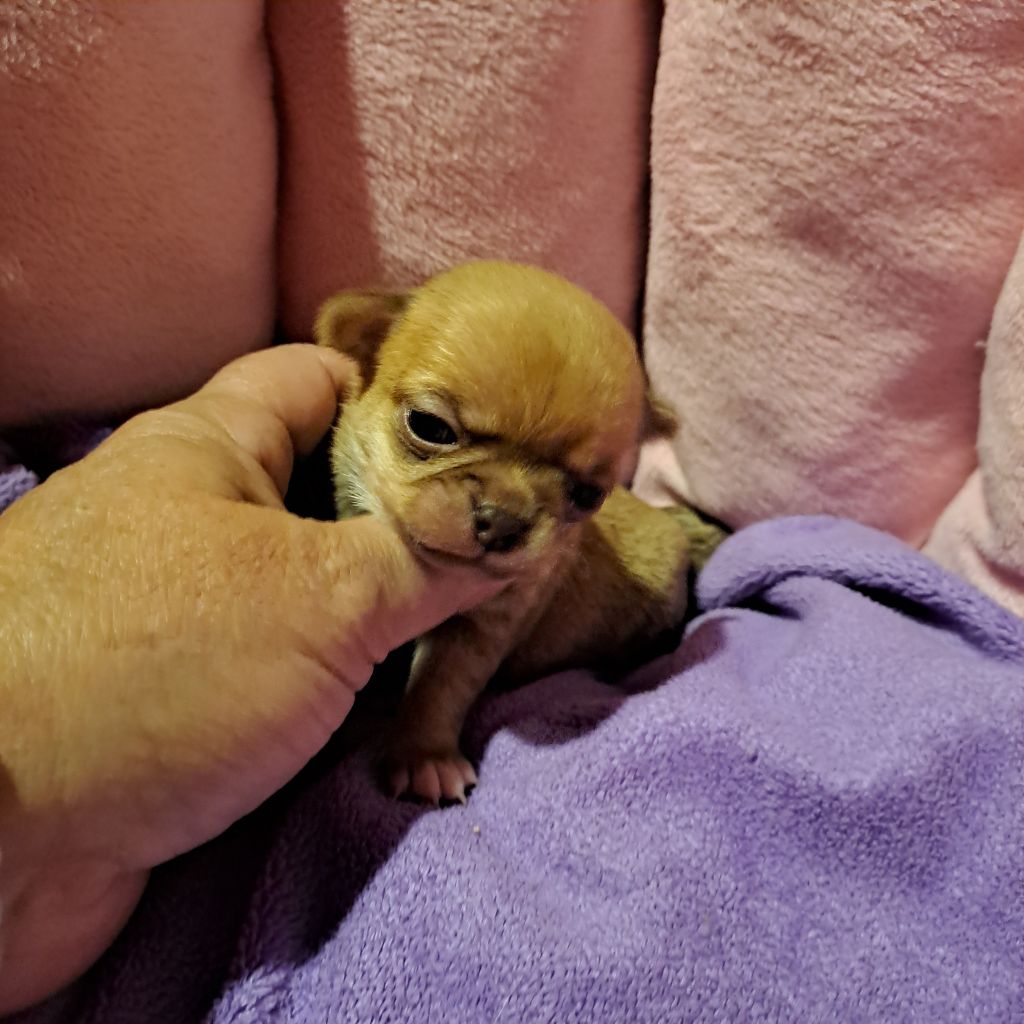 Des Lutins De La Mare Enchantée - Chiots disponibles - Chihuahua