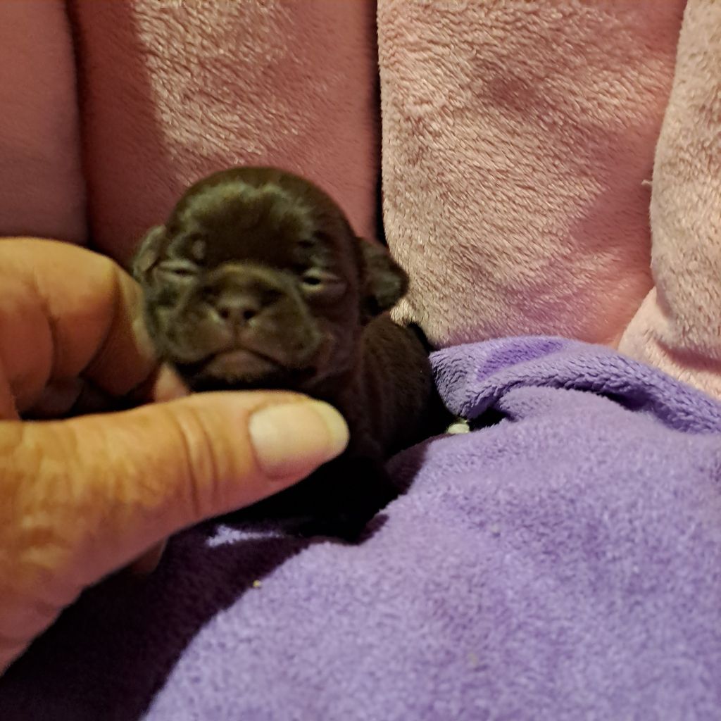 Des Lutins De La Mare Enchantée - Chiots disponibles - Chihuahua