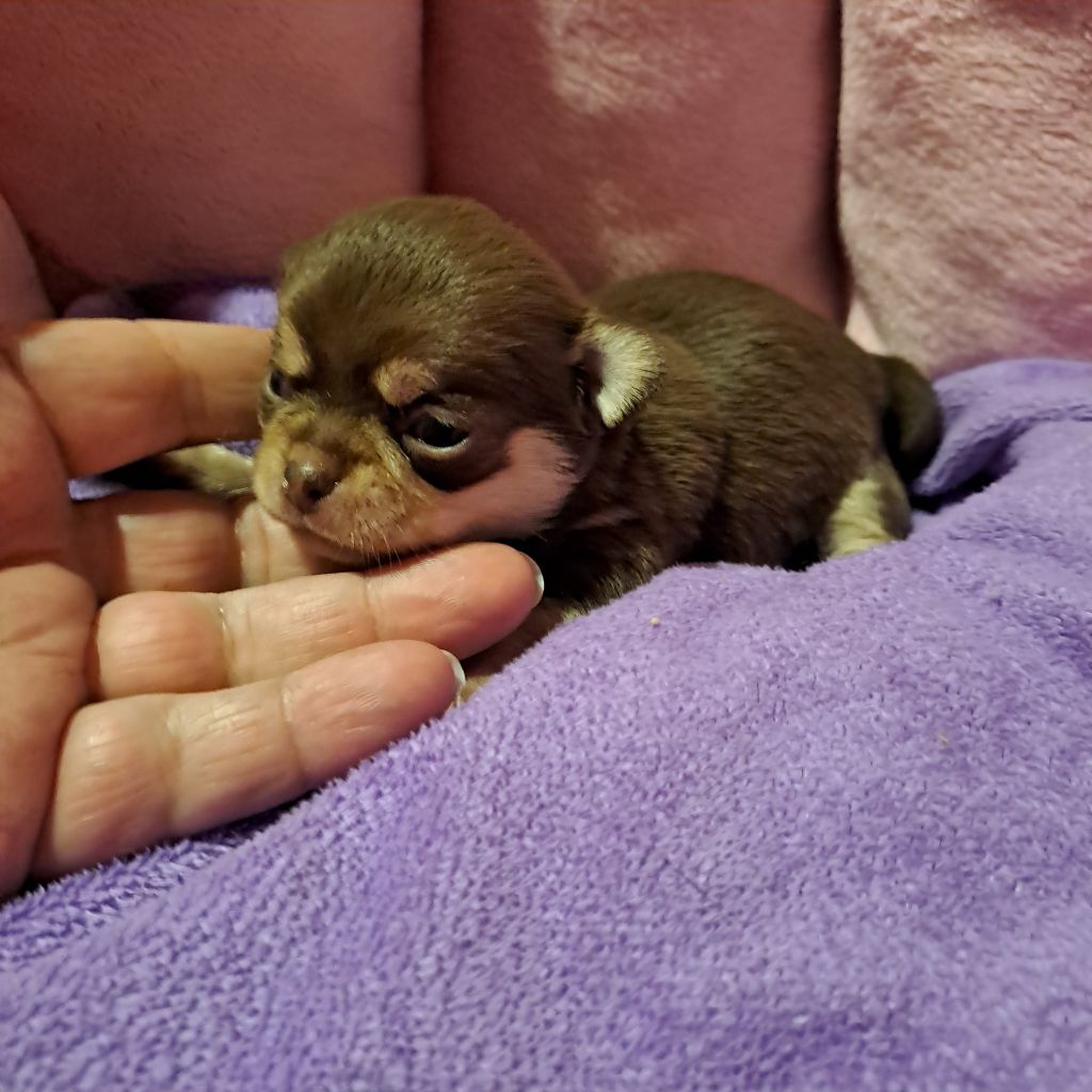 Des Lutins De La Mare Enchantée - Chiots disponibles - Chihuahua